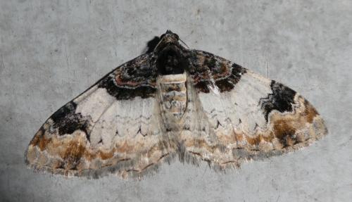 Réf. 210 885 : Catarhoe cuculata